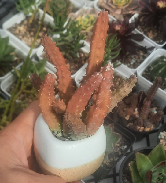 (One available) A2 pot including Cactus,Huernia Schneideriana
蘿藦科