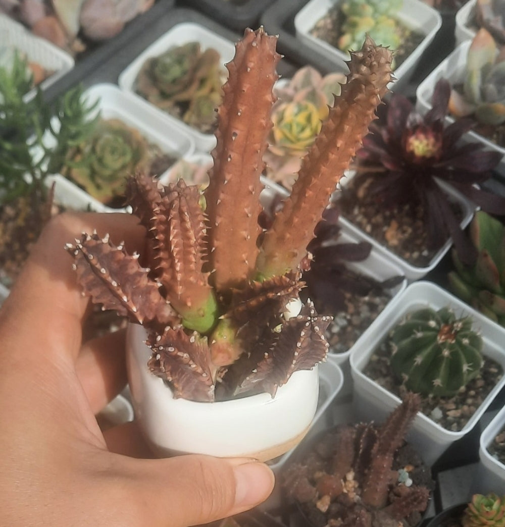 (One available) A1 pot including Cactus,Huernia Schneideriana
蘿藦科