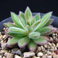 Echeveria Setosa 錦司晃(Claire Shop Australia Succulents)