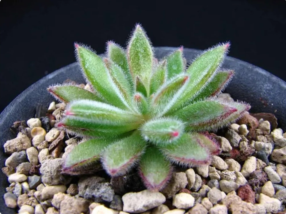 Echeveria Setosa 錦司晃(Claire Shop Australia Succulents)