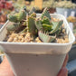 Faucaria tuberculosa (Pebbled Tiger Jaws) 荒波(Claire Shop Australia Succulents)