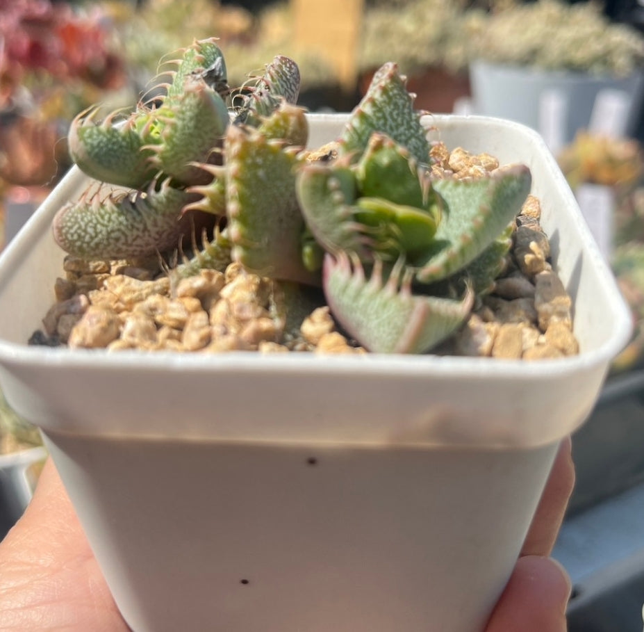 Faucaria tuberculosa (Pebbled Tiger Jaws) 荒波(Claire Shop Australia Succulents)