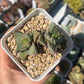 Faucaria tuberculosa (Pebbled Tiger Jaws) 荒波(Claire Shop Australia Succulents)