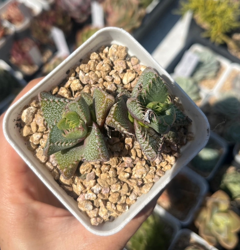 Faucaria tuberculosa (Pebbled Tiger Jaws) 荒波(Claire Shop Australia Succulents)