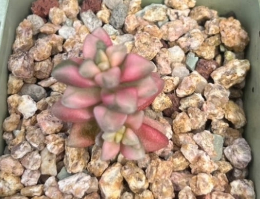 (One available)Crassula Deltoidea Variegated
白鹭锦(Claire Shop Australia Succulents)