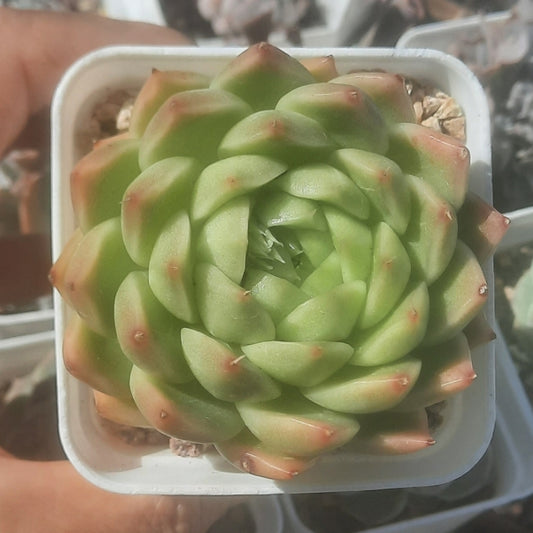 (One available) Echeveria Malgan 雲台麥桿 Succulents