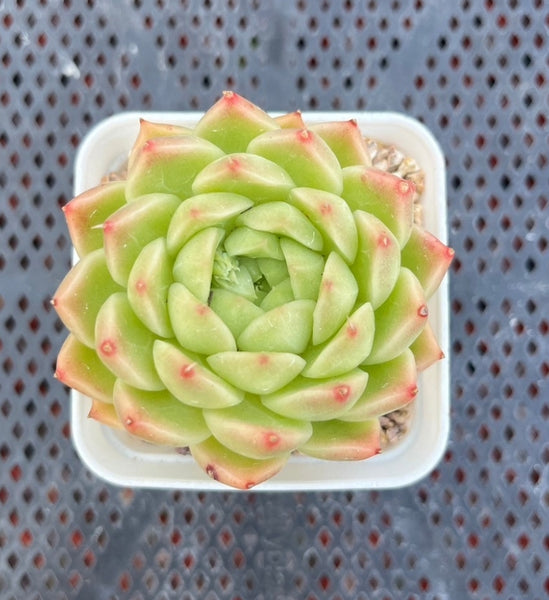 (One available) Echeveria Malgan 雲台麥桿 Succulents