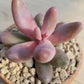 Pachysedum Ganzhou 紅手指 (Claire Shop Australia Succulents)