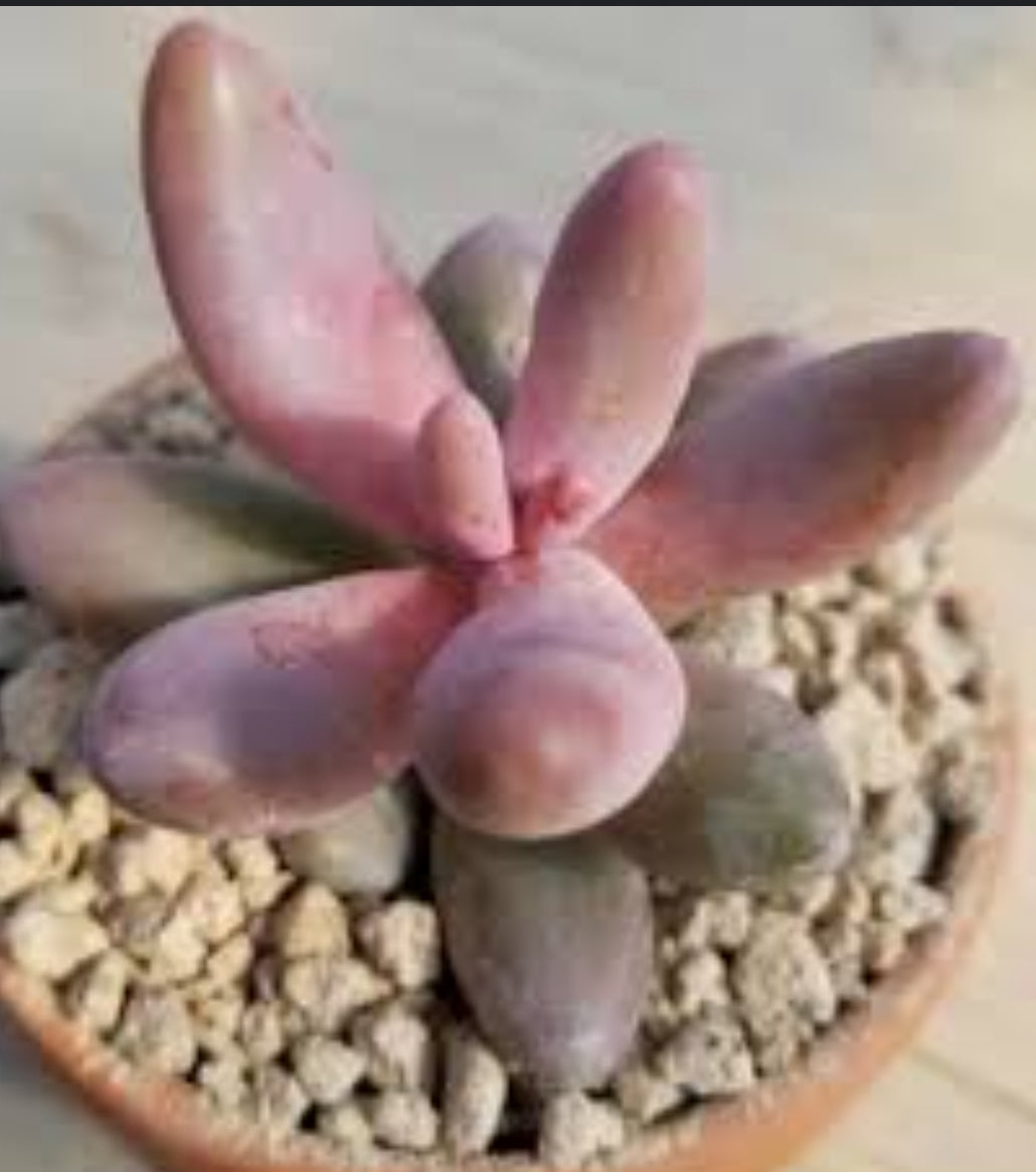 Pachysedum Ganzhou 紅手指 (Claire Shop Australia Succulents)