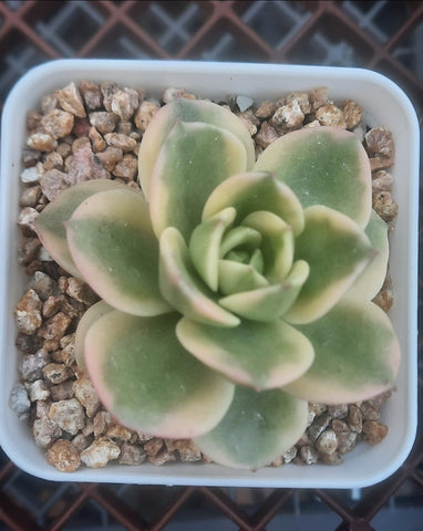 (One available)Echeveria 'Nicksana' Variegated 妮可莎娜錦 (Claire Shop Australis Succulents