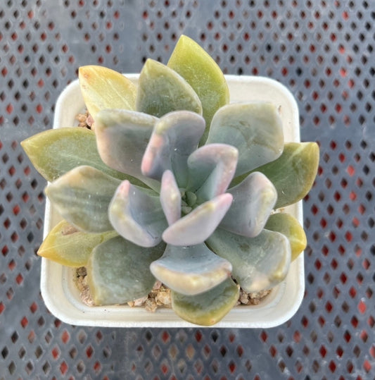 (One available) Pachyveria Pachytoides Variegated 冬美人锦 Succulents