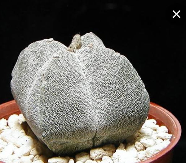 Cactus, Astrophytum Myriostigma v Quadricostatum 鸞鳳玉 Succulents＆cactus