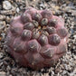 Cactus, Copiapoa Hypogaea 龍爪屬疣仙人 Succulents＆cactus