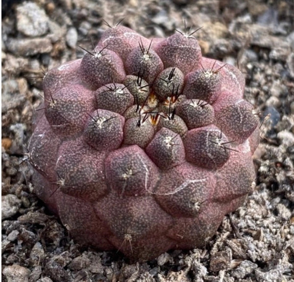 Cactus, Copiapoa Hypogaea 龍爪屬疣仙人 Succulents＆cactus