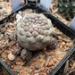 Cactus, Copiapoa Hypogaea 龍爪屬疣仙人 Succulents＆cactus