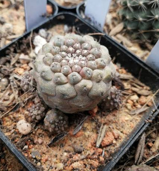 Cactus, Copiapoa Hypogaea 龍爪屬疣仙人 Succulents＆cactus