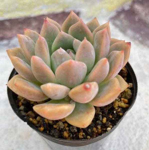 Echeveria frosty bloom/frost flower 霜花 (Claire Shop Australia Succulents)