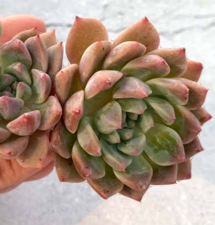 Echeveria frosty bloom/frost flower 霜花 (Claire Shop Australia Succulents)