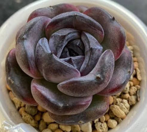 Echeveria 'Black
Jade' 'Black
Orange' 墨玉/黑橙子 (Claire Shop Australia Succulents)