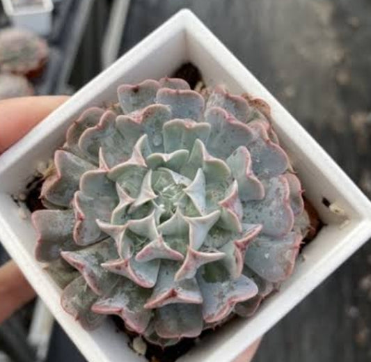 Echeveria pinwheel revolution 革命 (Claire Shop Australia Succulents)