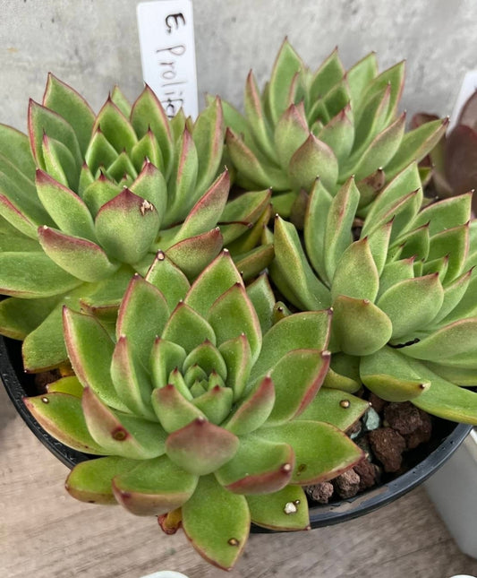 Echeveria agavoides 'Prolifera' 東雲相府蓮 (Claire Shop Australia Succulents)