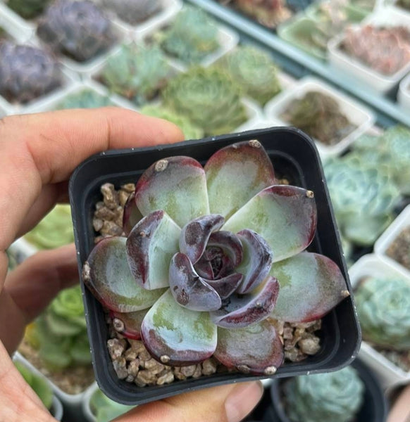 Echeveria 'Black
Jade' 'Black
Orange' 墨玉/黑橙子 (Claire Shop Australia Succulents)