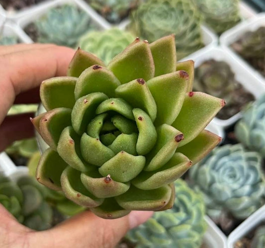 Echeveria agavoides
Lemaire (Claire Shop Australia Succulents)