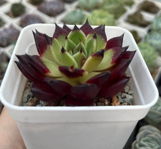 Echeveria Agavoides Sarah
Bonnie 莎拉邦妮 (Claire Shop Australia Succulents)