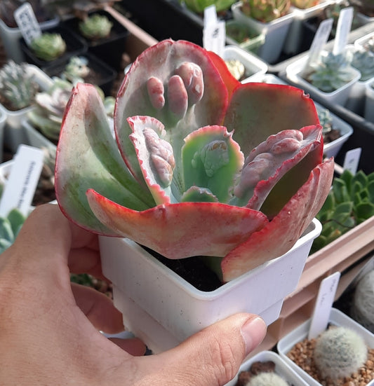 Echeveria Etna エトナ 紫藍金剛 (Claire Shop Australia Succulents