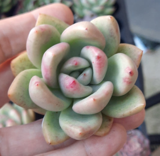 Echeveria Avocado Cream 奶油鳄梨アボガドクリーム (Claire Shop Australis Succulents