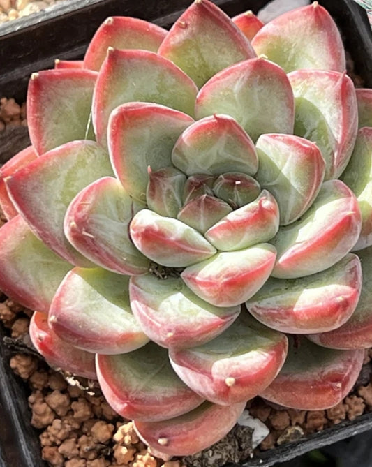 ECHEVERIA MACTORY 麥多利  Claire Shop Australis Succulents