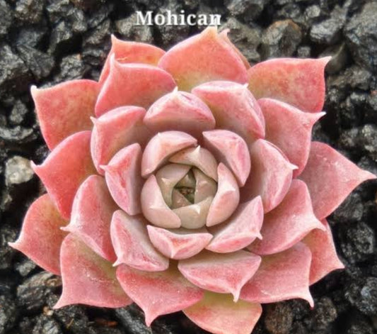 Eheveria mohican
莫西干人月影  (Claire Shop Australis Succulents