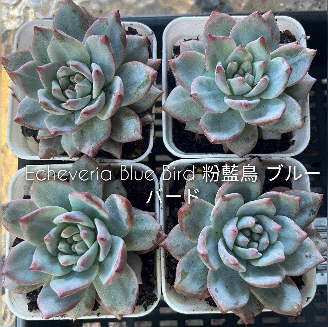 Echeveria Blue Bird 粉藍鳥 ブルーバード  Succulents