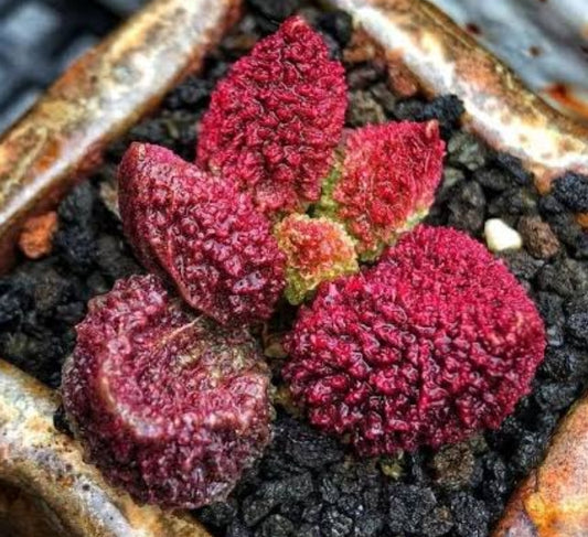 Adromischus marianiae 'Herrei'
(Small) 朱紫玉マリアンナエ・ヘレー 
(Claire Shop Australis Succulents