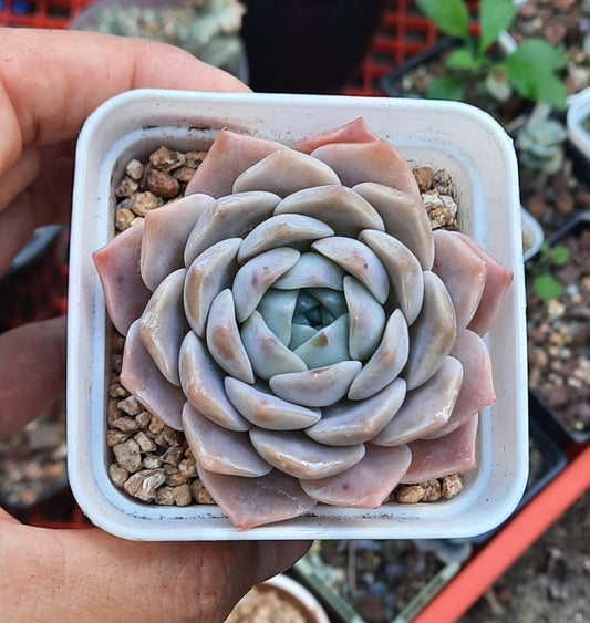 Echeveria Amazing grace 恩寵 アメイジンググレイス (Claire Shop Australis Succulents