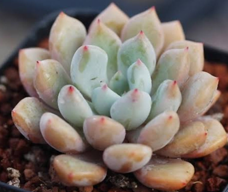 Graptoveria Orange Sherbet オレンジシャーベット 橙子露 Claire Shop Australis Succulents