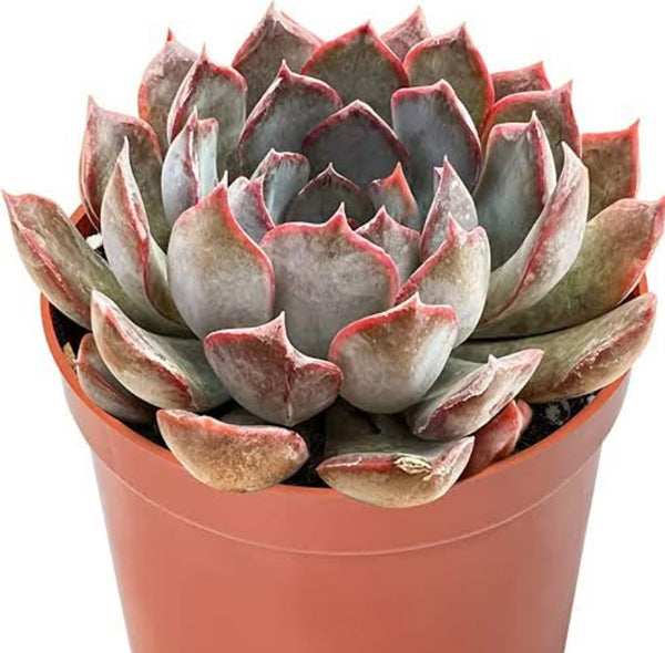 Echeveria Dark Ice ダークアイス 暗冰 Claire Shop Australia Succulents