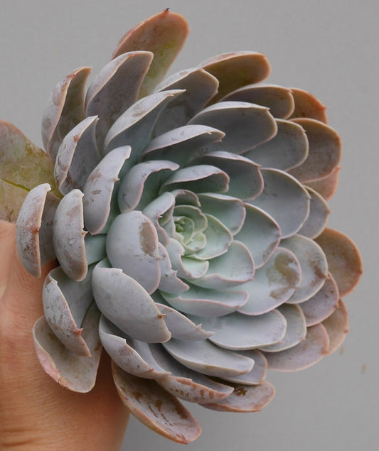 Echeveria Dust Rose 紅塵玫瑰 Claire Shop Australis Succulents