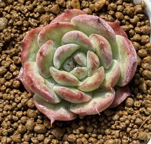 Echeveria lovely bear 可愛熊  (Claire Shop Australis Succulents