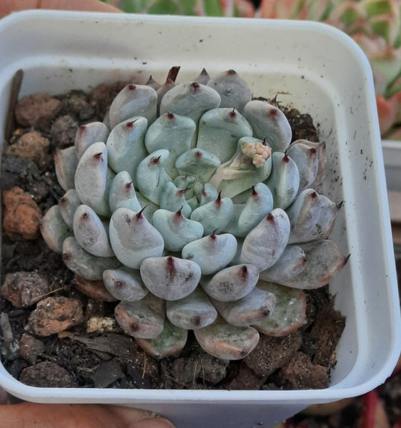 Echeveria White Zaragoza Rosa 羅沙白爪 (Claire Shop Australis Succulents