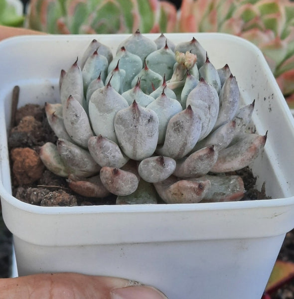 Echeveria White Zaragoza Rosa 羅沙白爪 (Claire Shop Australis Succulents