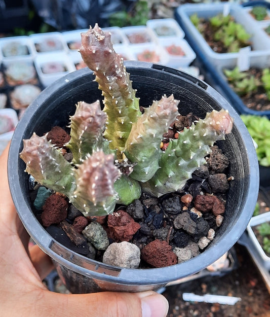 Cactus,Huernia Schneideriana
蘿藦科
 Claire Shop Succulents