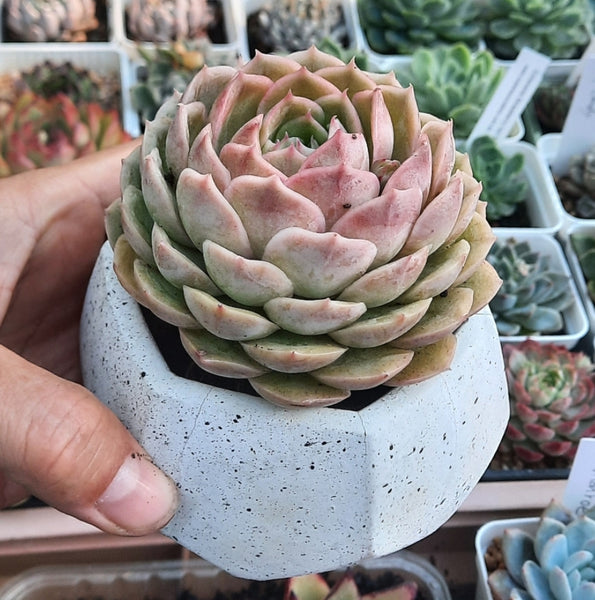 ECHEVERIA ONSLOW 昂斯洛/昂斯諾 (Claire Shop Australis Succulents