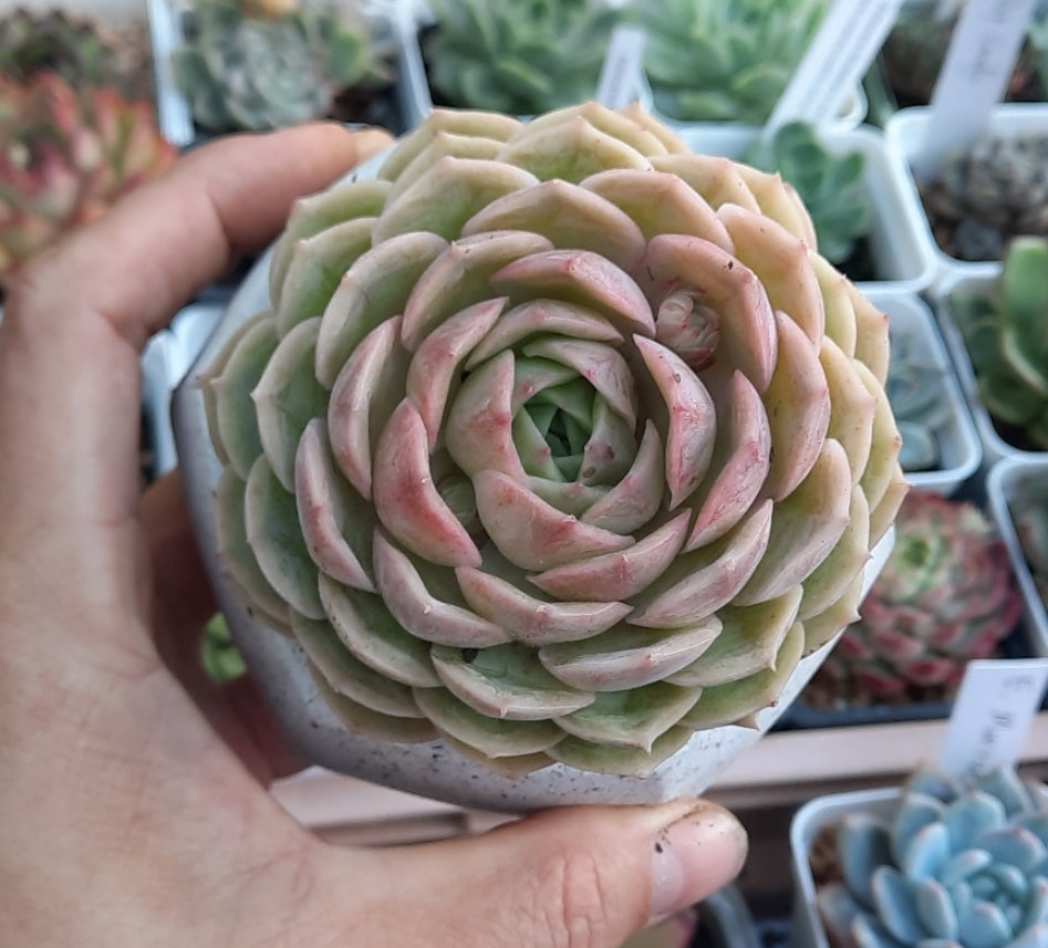 ECHEVERIA ONSLOW 昂斯洛/昂斯諾 (Claire Shop Australis Succulents