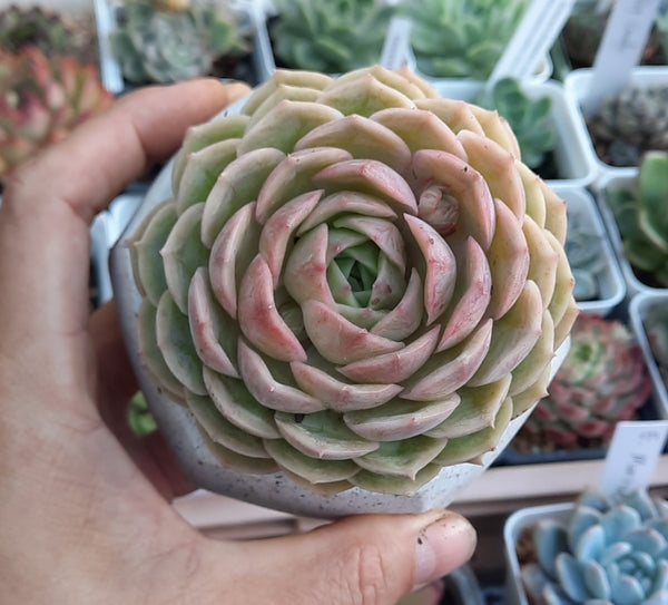 ECHEVERIA ONSLOW 昂斯洛/昂斯諾 (Claire Shop Australis Succulents