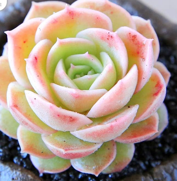 ECHEVERIA ONSLOW 昂斯洛/昂斯諾 (Claire Shop Australis Succulents