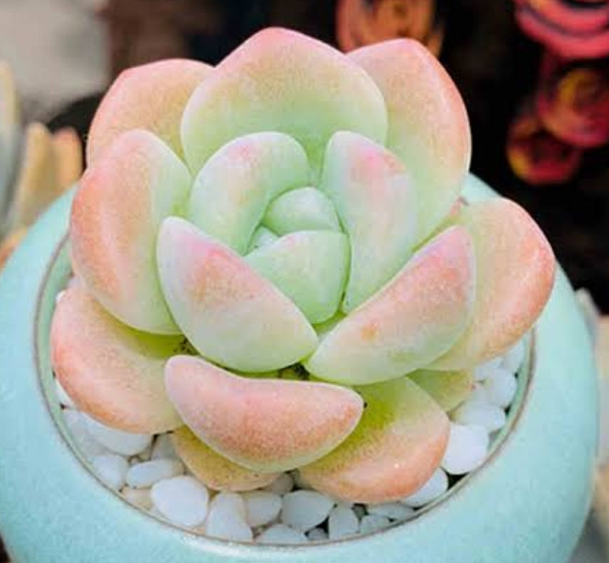 Echeveria Ice green 冰玉 (Claire Shop Australia Succulents)