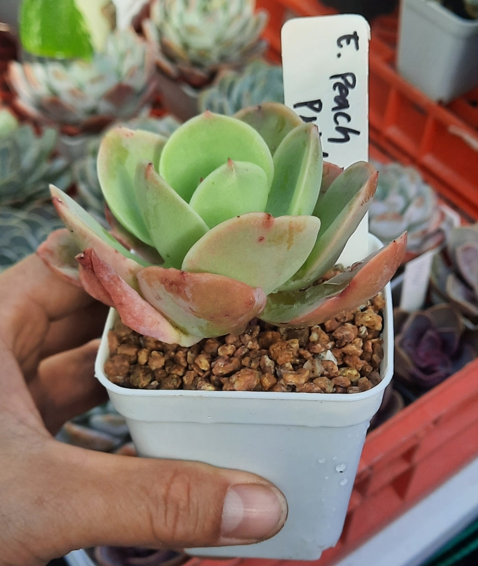 Echeveria Peach Pride 碧桃 (Claire Shop Succulents