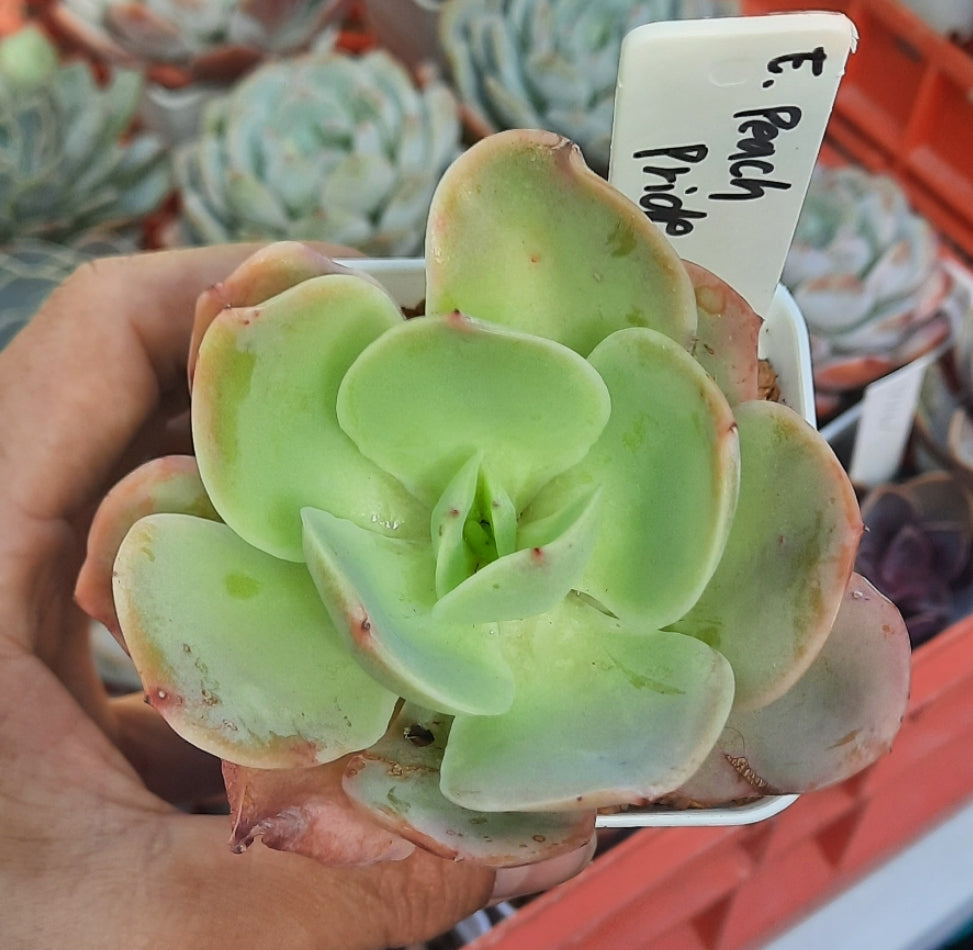 Echeveria Peach Pride 碧桃 (Claire Shop Succulents