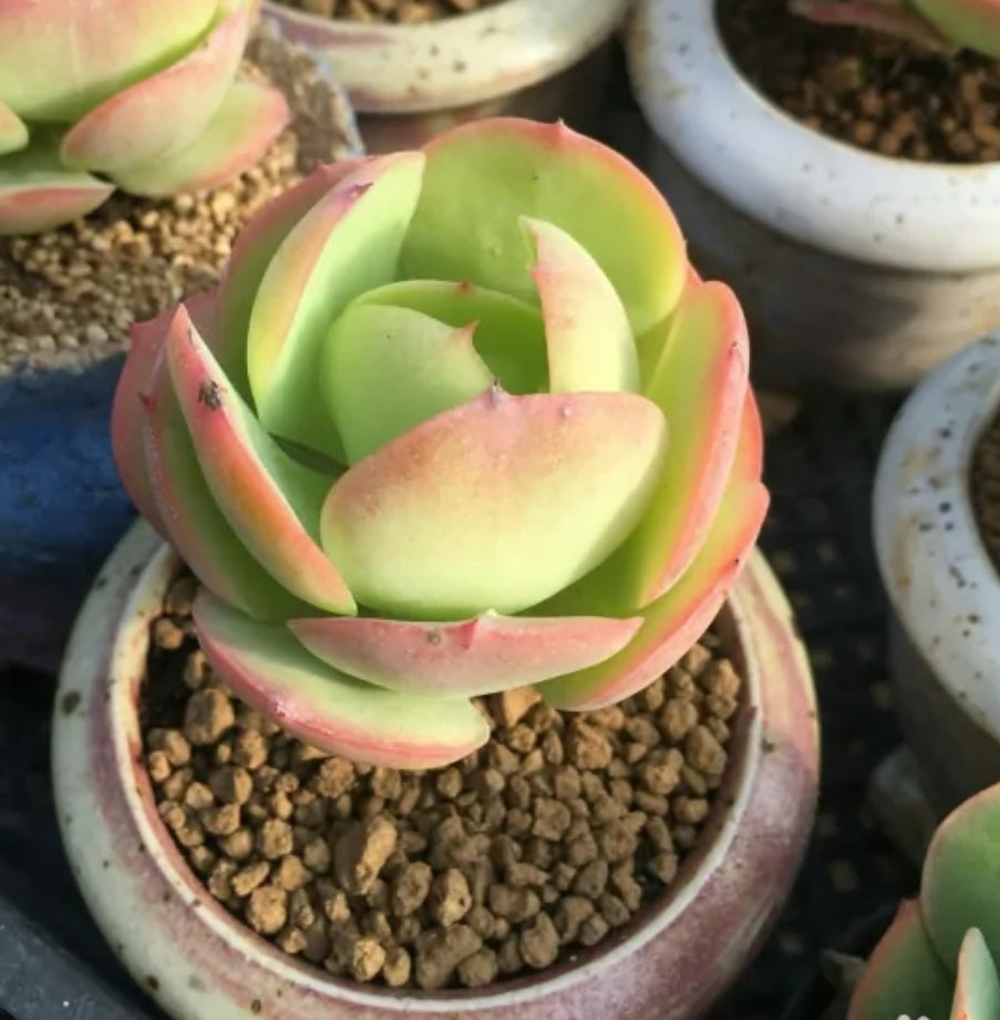 Echeveria Peach Pride 碧桃 (Claire Shop Succulents